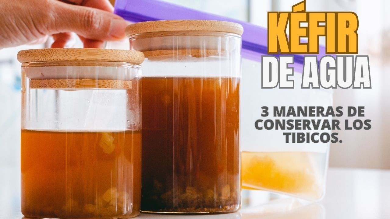 Como conservar los Tibicos de KÉFIR DE AGUA en perfectas condiciones