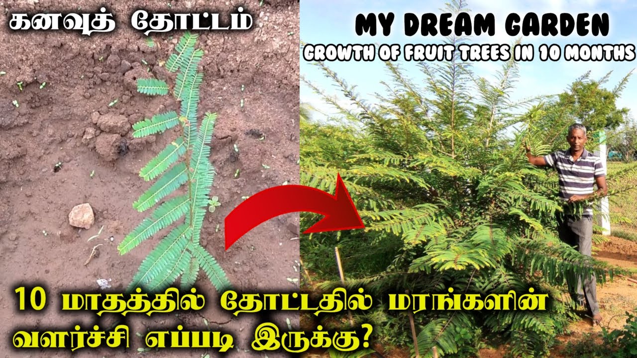 கனவுத் தோட்டம் | 10 மாதத்தில் மரங்களின்  வளர்ச்சி எப்படி இருக்கு? | My Dream Garden fruit trees