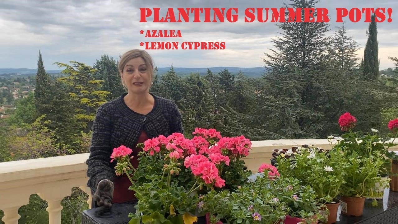 Planting summer pots/azalea/lemon cypress!