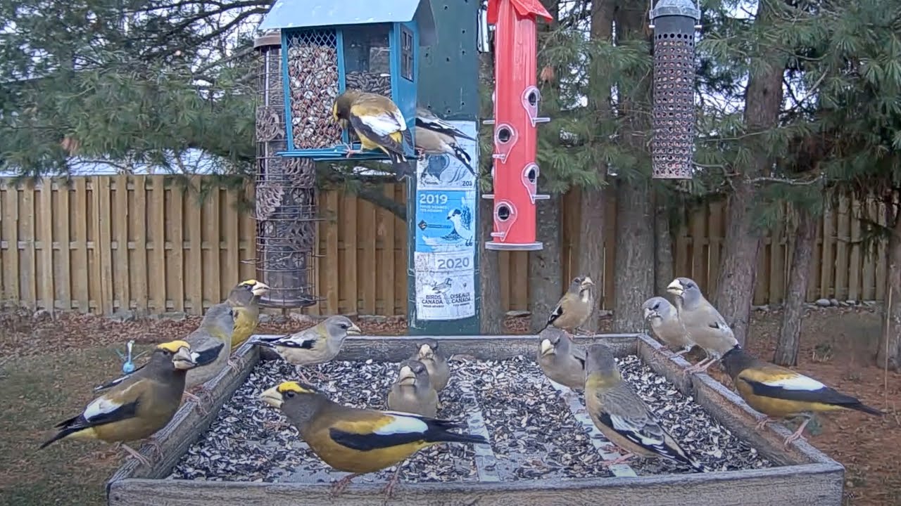 Breakfast With Evening Grosbeaks At The Ontario FeederWatch Cam &ndash; Nov. 7, 2024