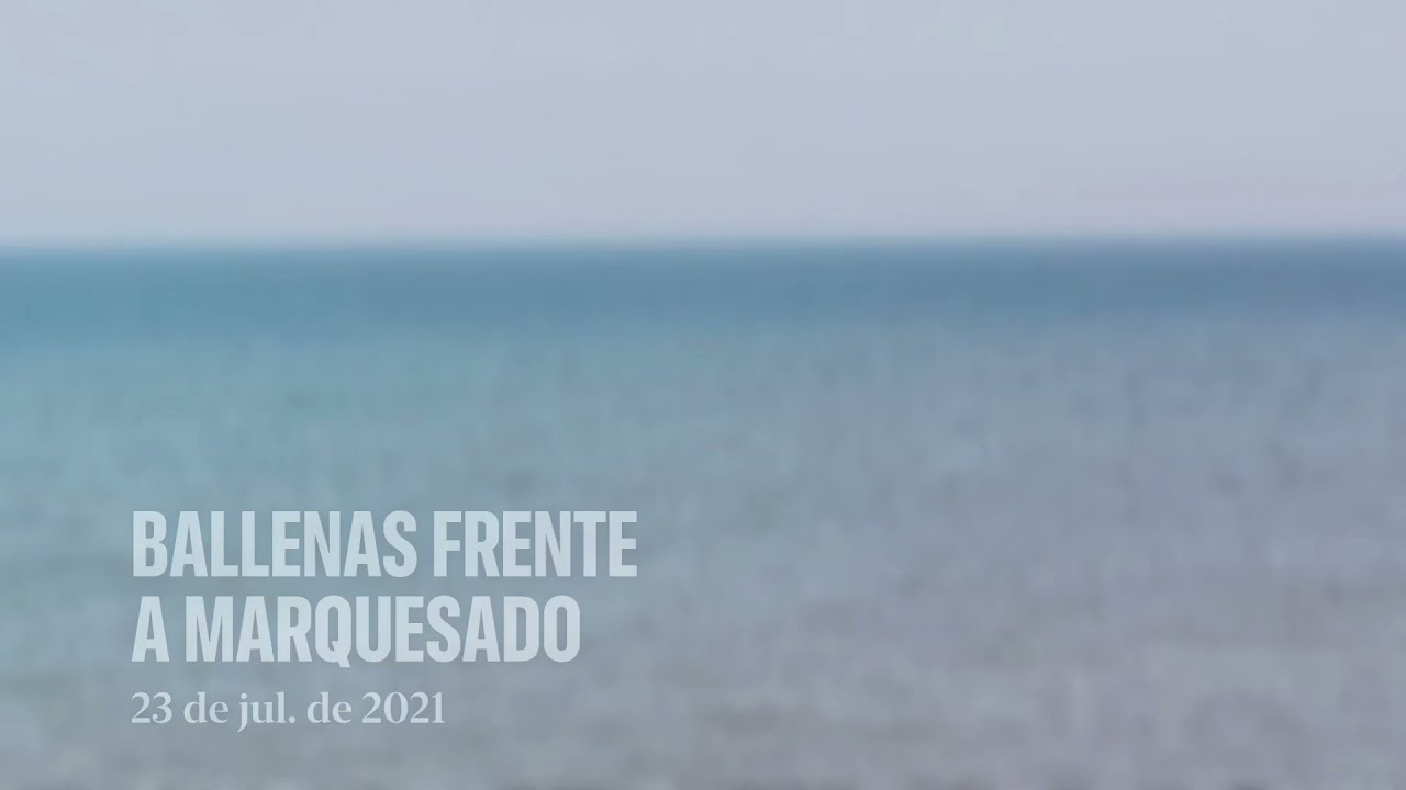 Avistaje de ballenas en Marquesado