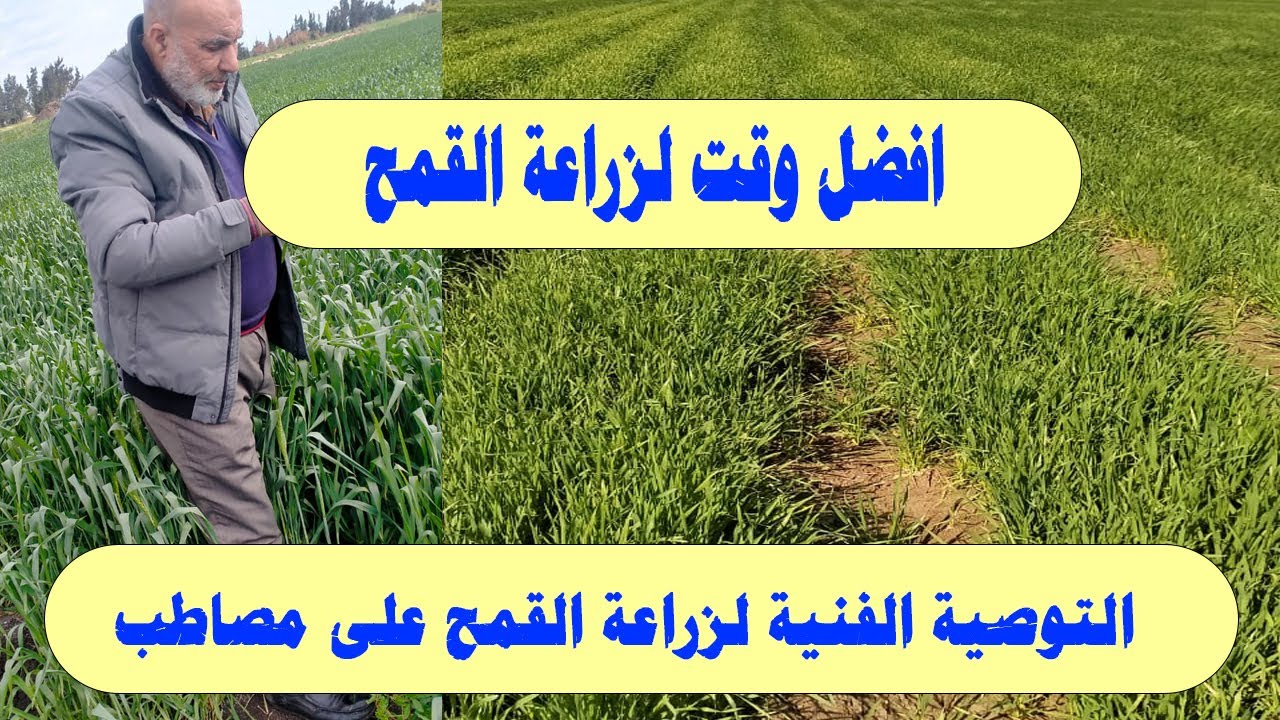 زراعة القمح |  التوصية الفنية لزراعة القمح  | زراعة القمح علي المصاطب