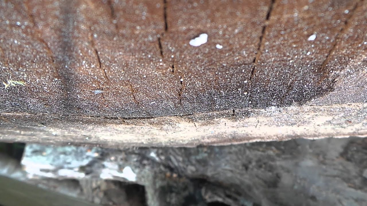 Holz klieben (Nussholz)
