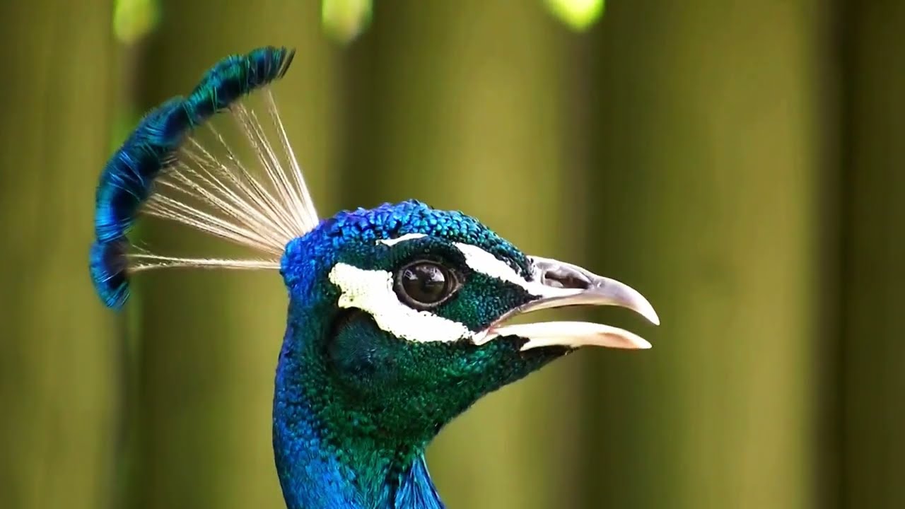 4K Original Peacock Voices with Sparrow & Mourning Dove | Pure Wildlife Harmony | Nature Sounds