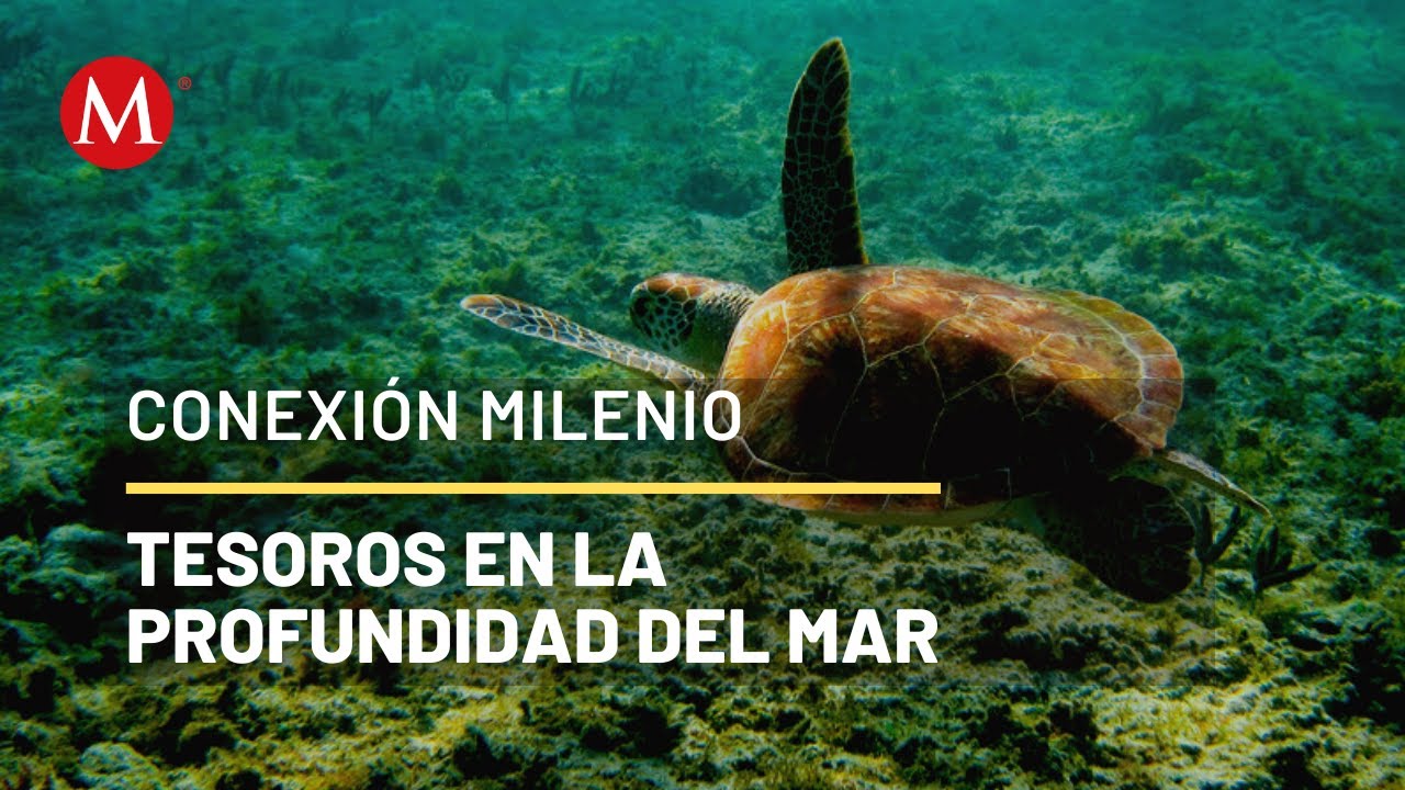 Viaje a las colinas submarinas; mar Caribe | Conexi&oacute;n Milenio