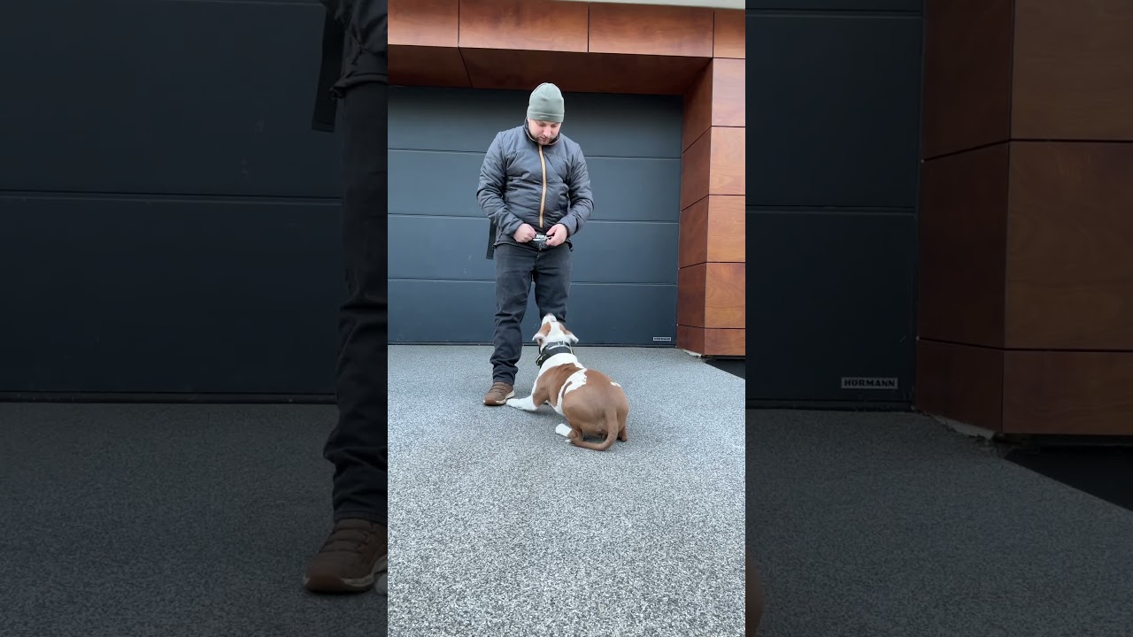 Dresaj amstaff, vârsta 6 luni 