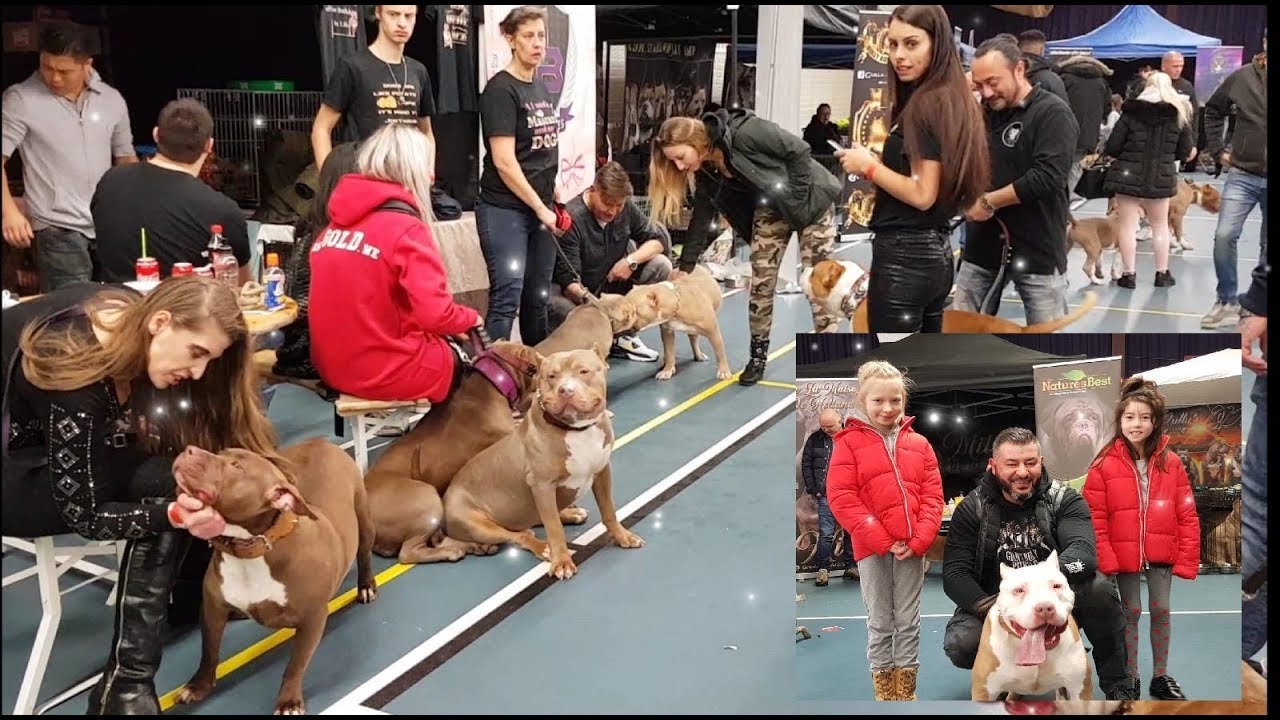 Going to the bully dog show with Hennessy