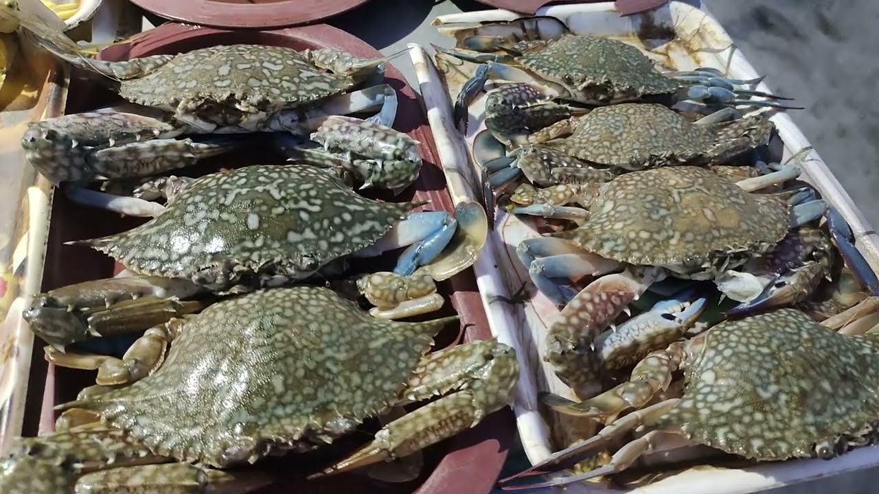 Bakkhali Fish I Bakkhali Sea I Bakkhali Tour I Fish Market I Bakkhali