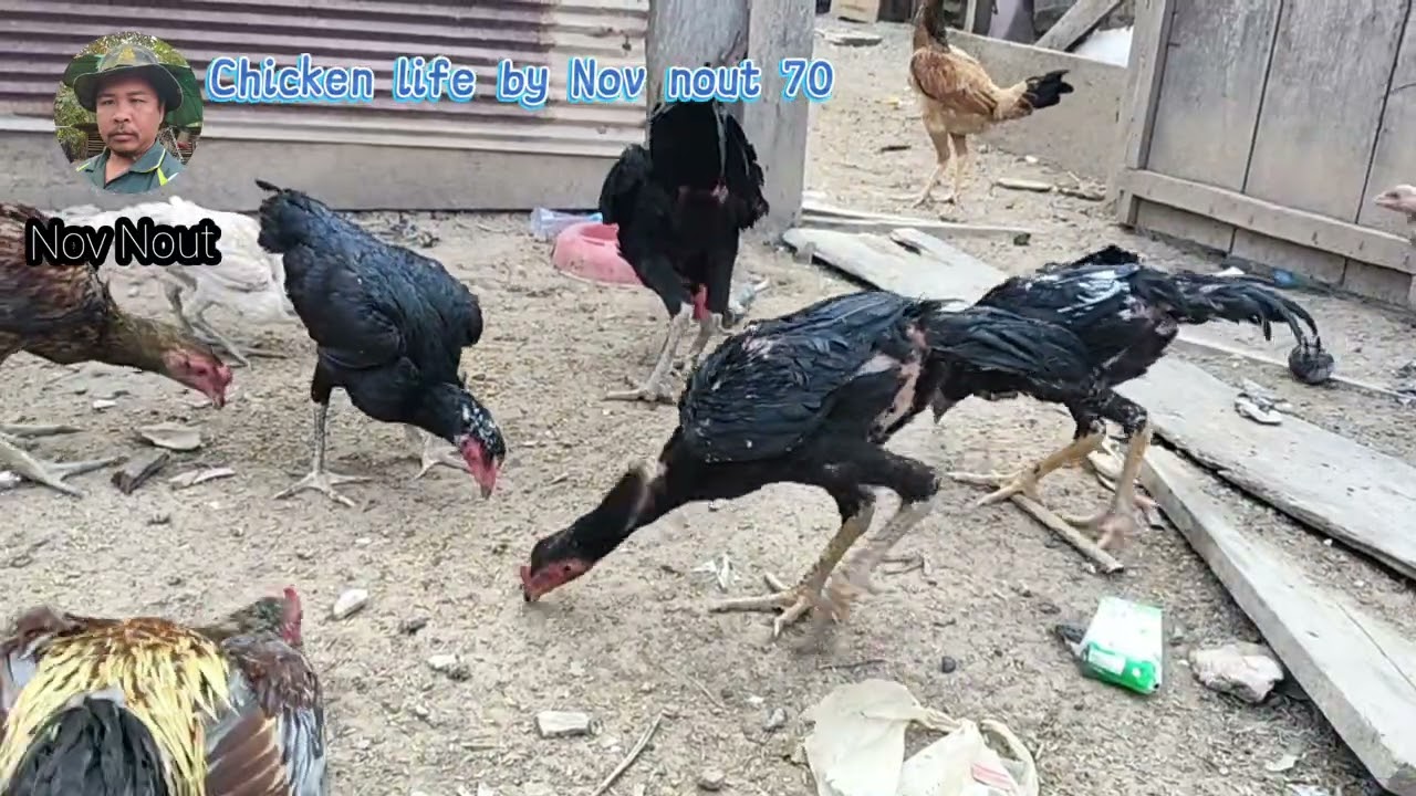 Watch These Chickens Enjoy Their Feast. Chicken fie by Nov nout 70