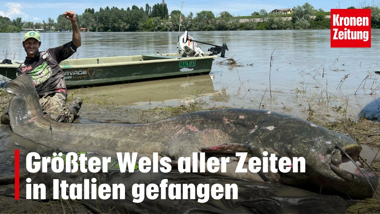Gr&ouml;&szlig;ter Wels aller Zeiten in Italien gefangen | krone.tv NEWS
