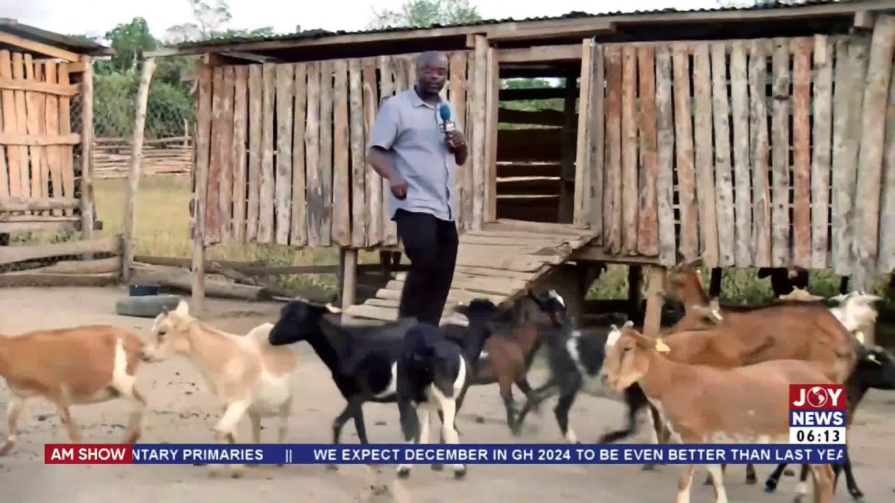 The saga of goat rearing and Berekum gods: Traditional leaders react | AM News