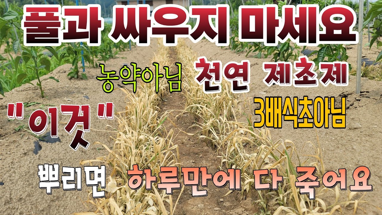 천연제초제 효과 빠르고 세배식초보다 가격 싼 천연 제초제