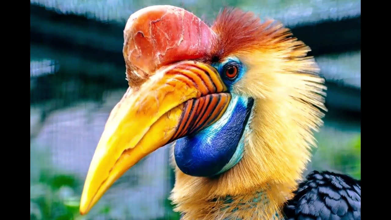 Los Calaos Son Las Aves Mas Celosas Del Planeta