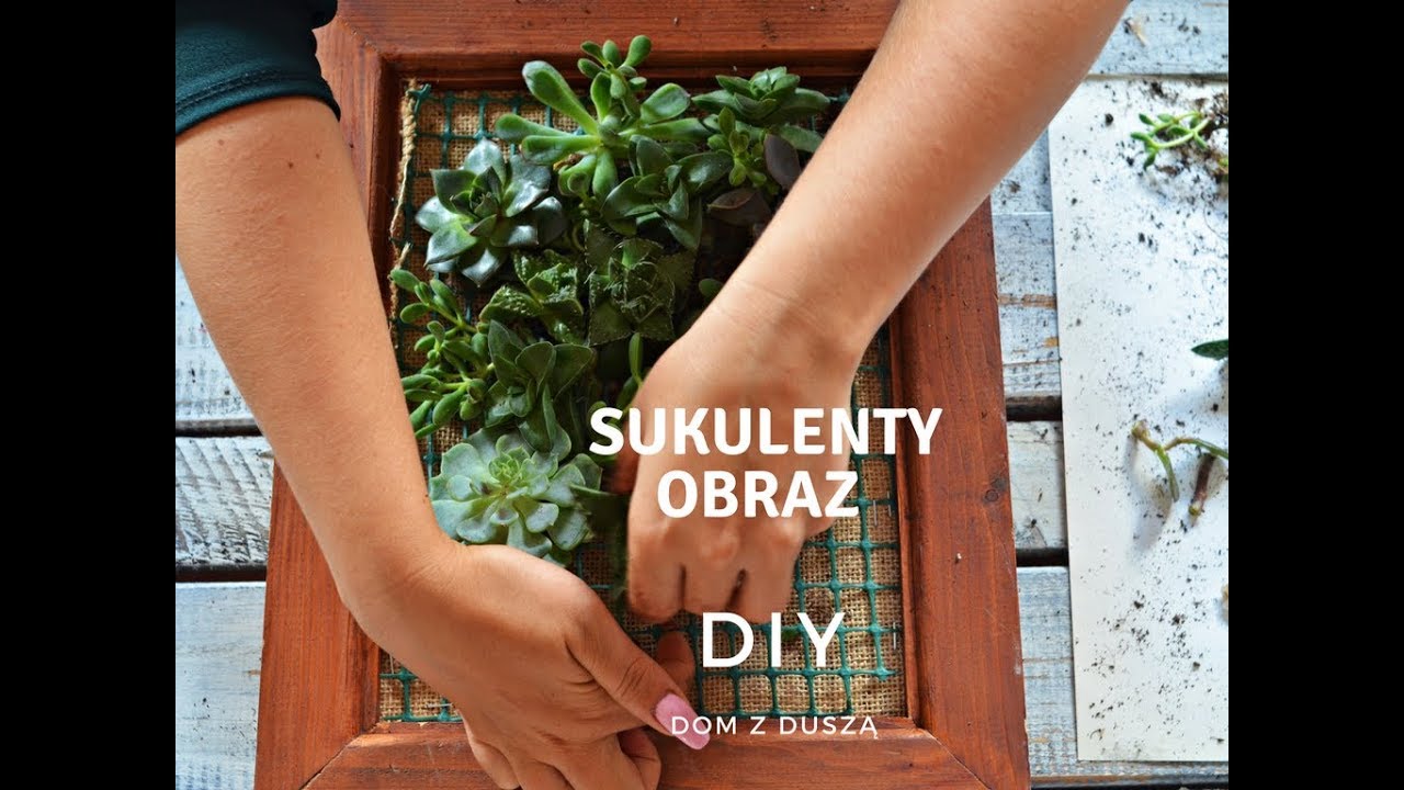 DIY: Sukulenty - żywy obraz | Dom z duszą