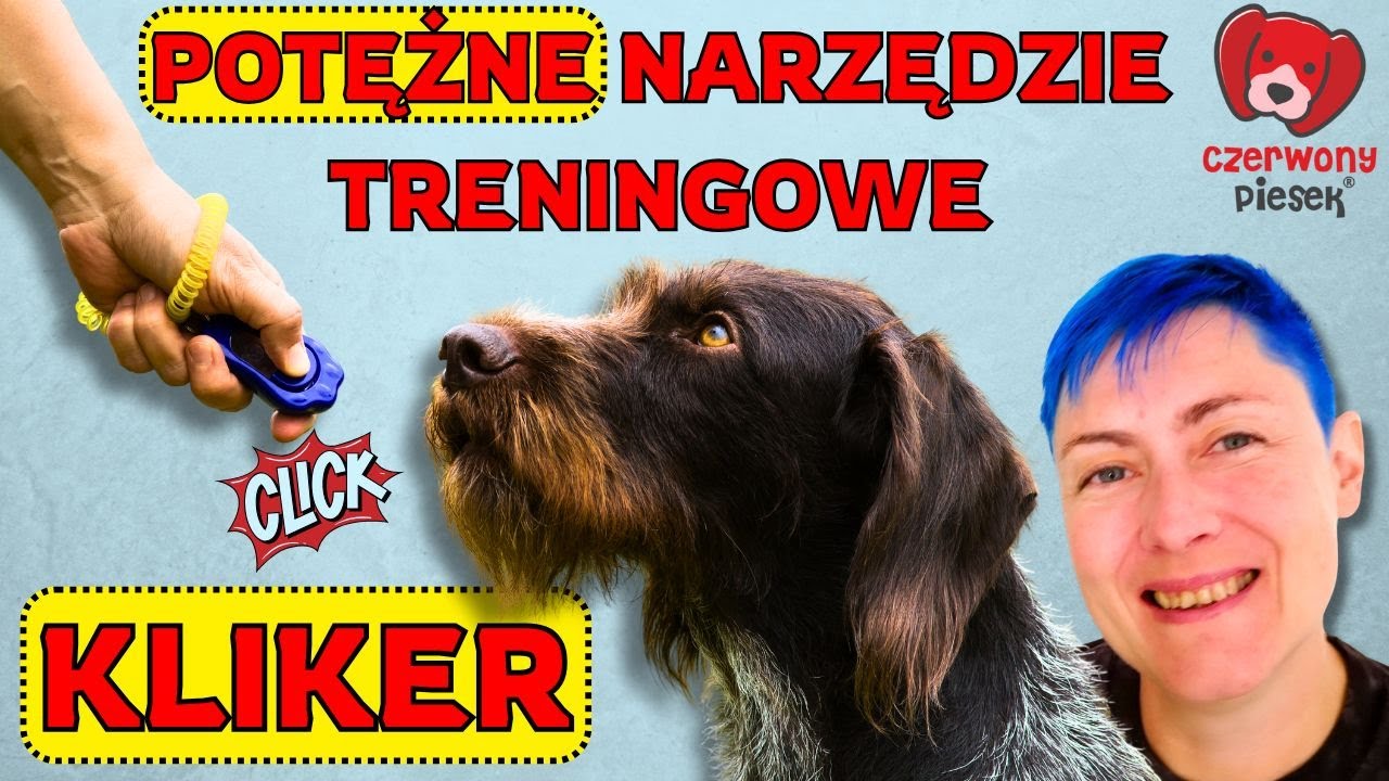 Kliker dla psa - krok po kroku jak zacząć, do czego używać i co to w og&oacute;le jest?
