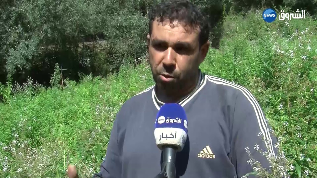 جيجل | تقاليد قديمة في زراعة التيزانة بمنطقة  الشقفة