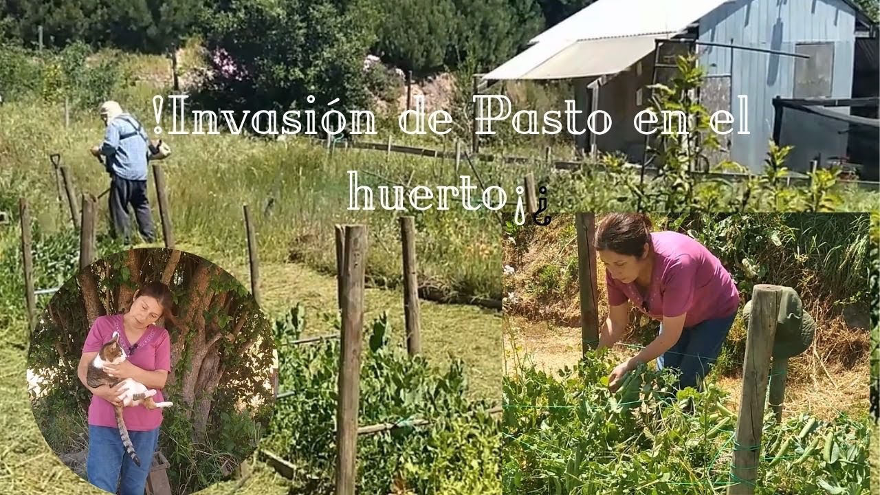 Invasión de Pasto en Octubre, listos para la cosecha de Arvejas/ Huertos#huerto orgánico#bosque