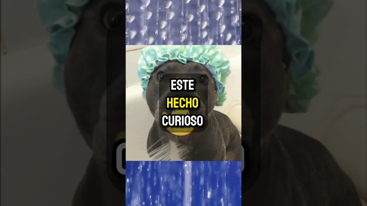 Las Personas que Cantan en la Ducha: Secretos Revelados