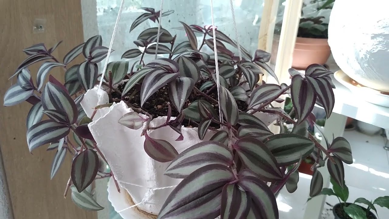 Telgraf Çiçeği (Tradescantia,Damat Pijaması) Bakımı