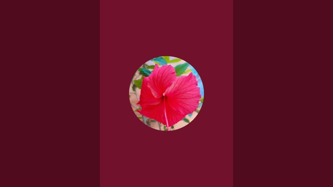 kaashvigardening20 is live