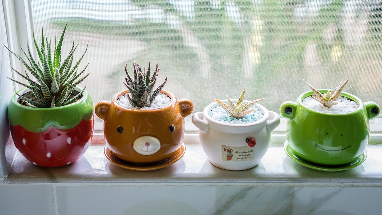 How I pot my Succulents and Aloes in small containers.