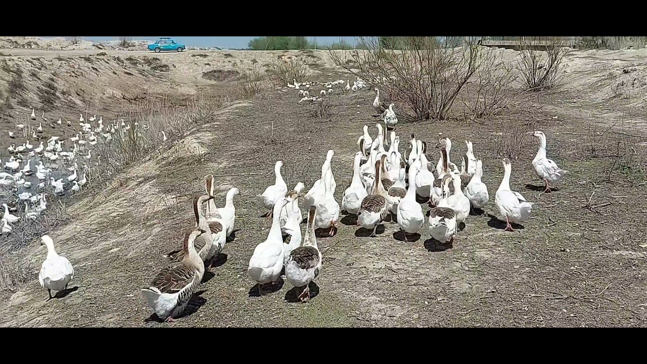 ГОЗ тухуми теришга гоз каршилик килди.