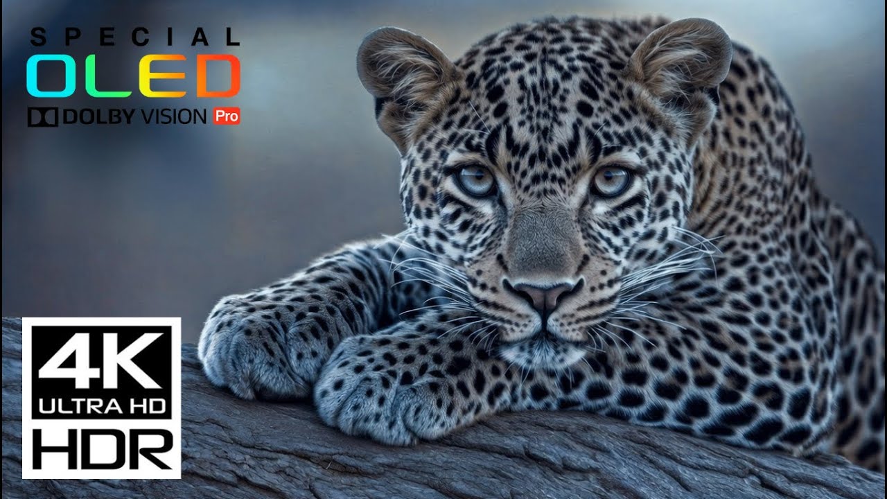 World’s Greatest 4K HDR Dolby Vision | 60FPS Breathtaking Nature