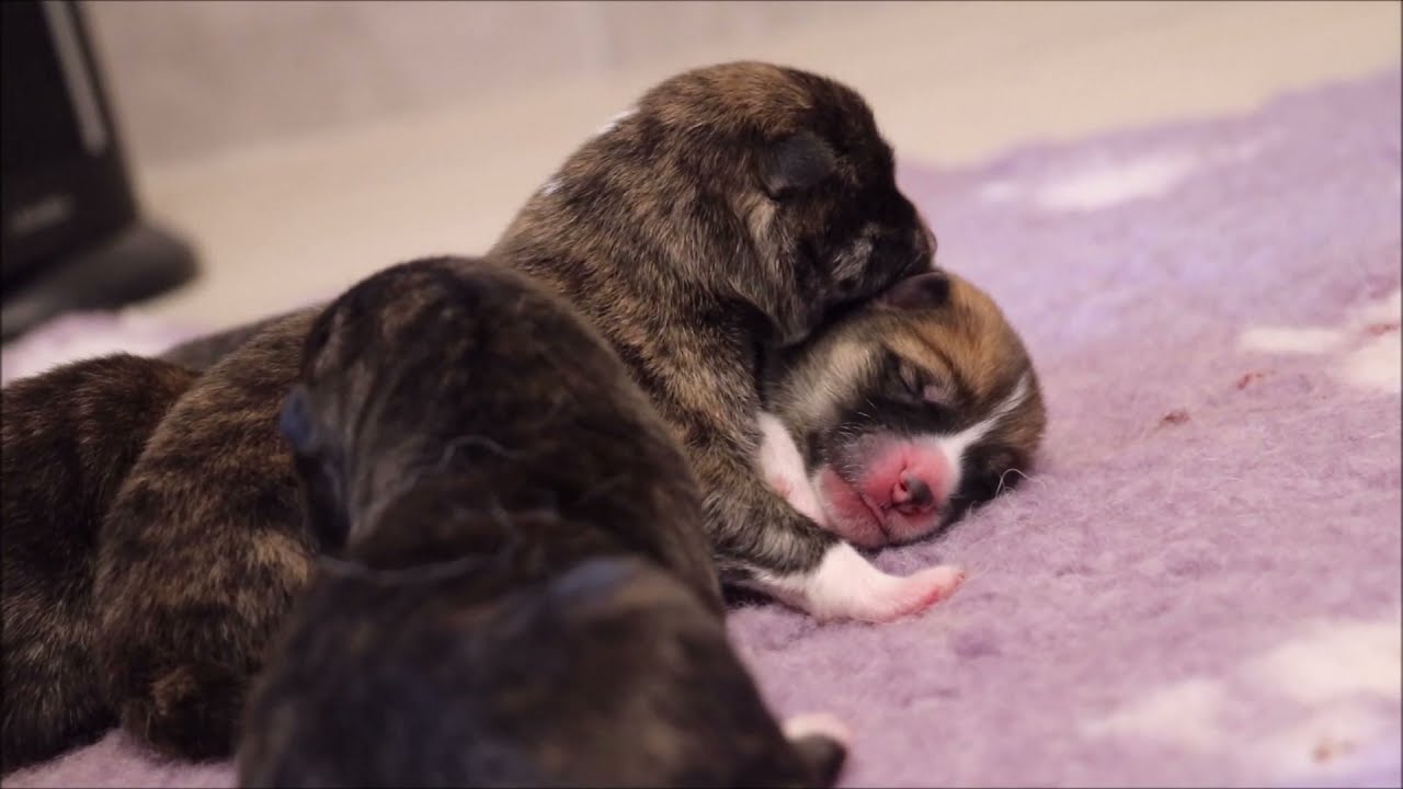 Chiot Akita Inu - de la naissance à trois semaines