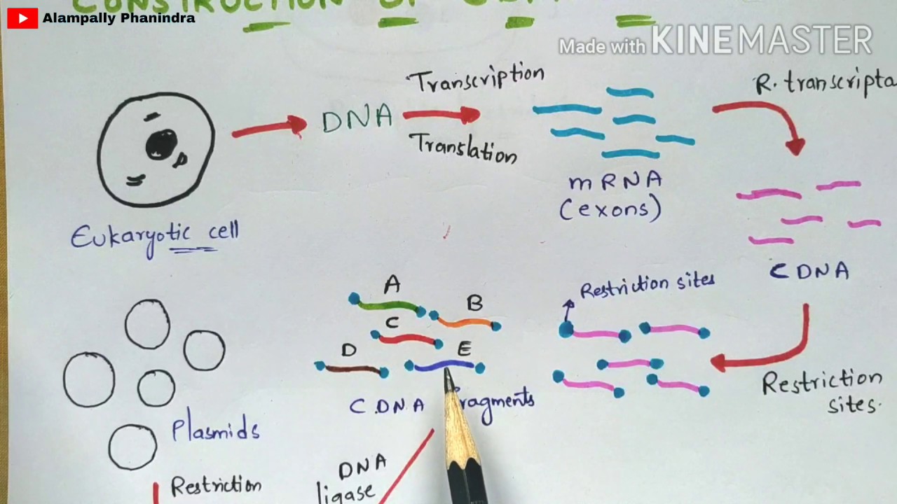 Construction of cDNA library | Synthesis of cDNA | rDNA Technology | Bio science
