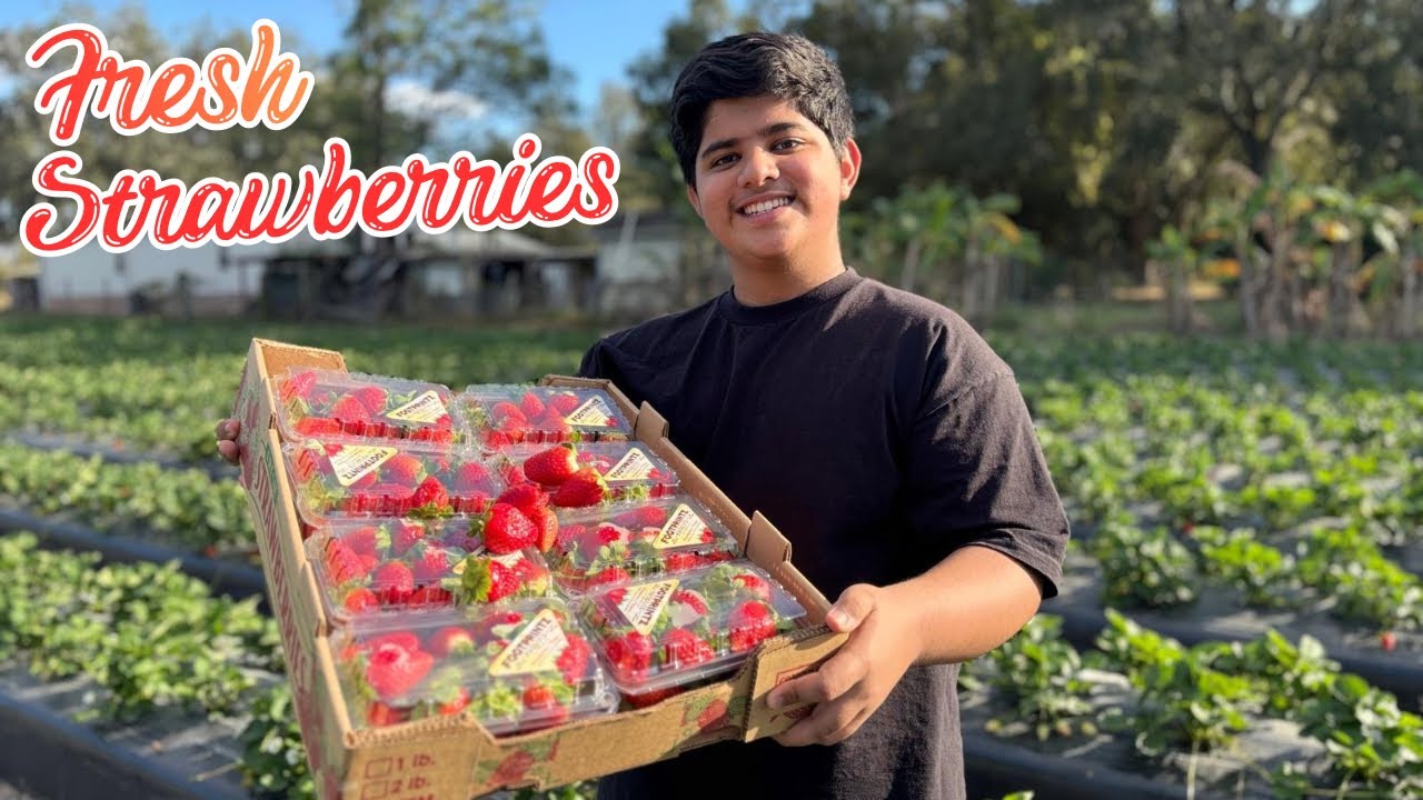 Strawberry 🍓 Picking | Fresh From The Field….