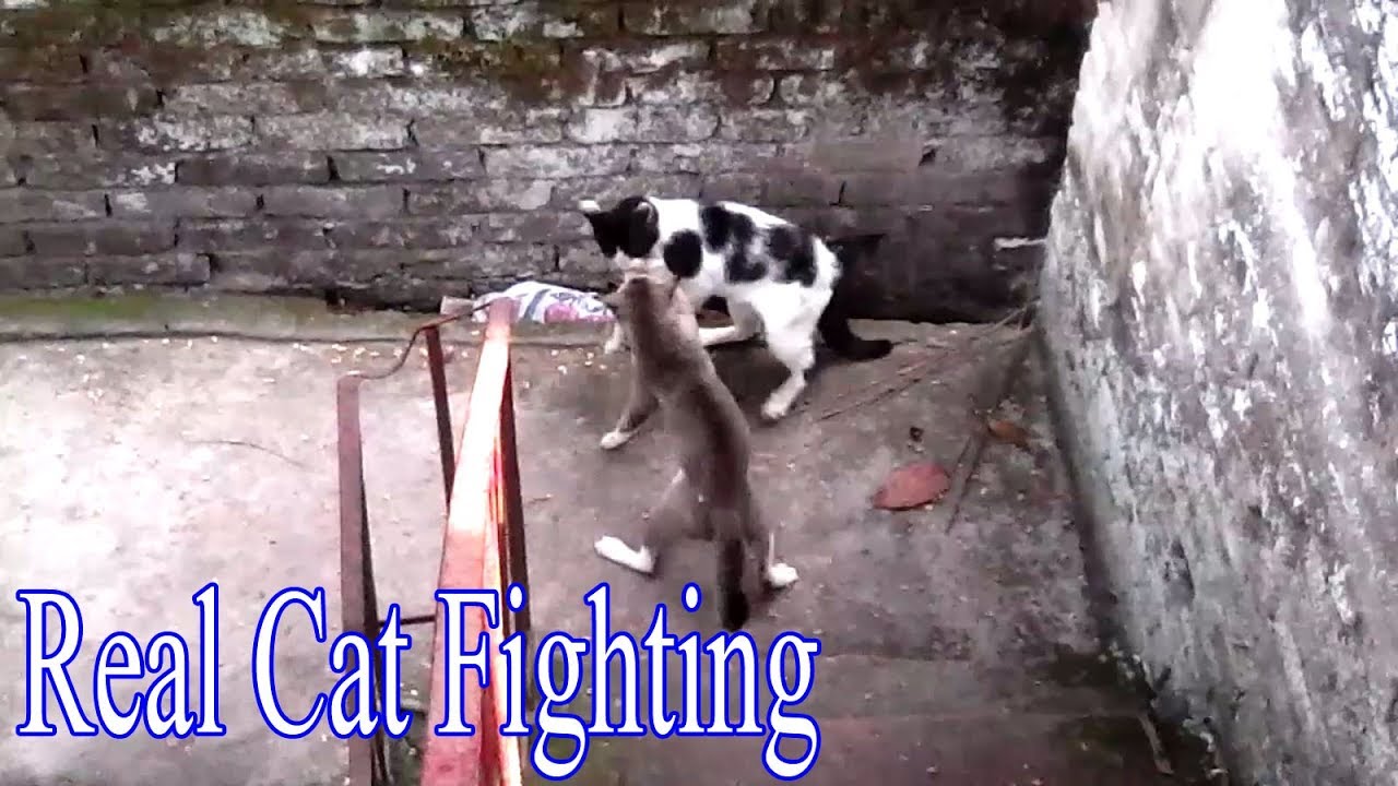 Two big male cats heavy fighting with sound - exclusive video for cat fighting
