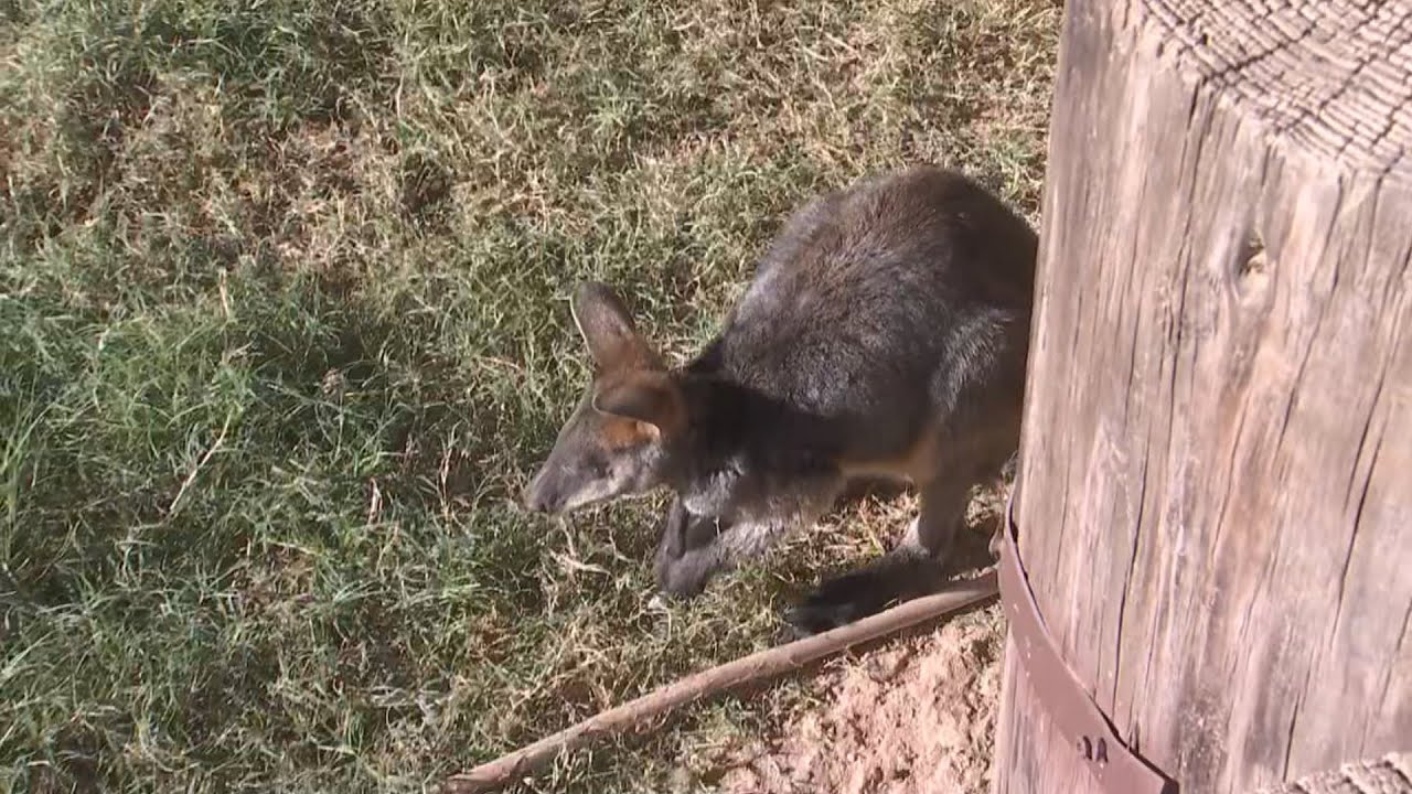 Meet Howie the swamp wallaby at Wildlife World Zoo