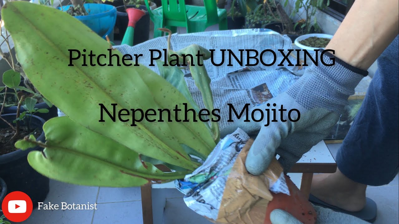 PITCHER PLANT UNBOXING 😱| NEPENTHES MOJITO | CARNIVOROUS PLANT 😱 #pitcherplant  #plants #unboxing