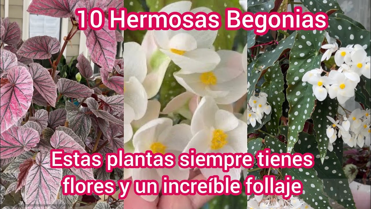 10 Hermosas Begonias que debes tener