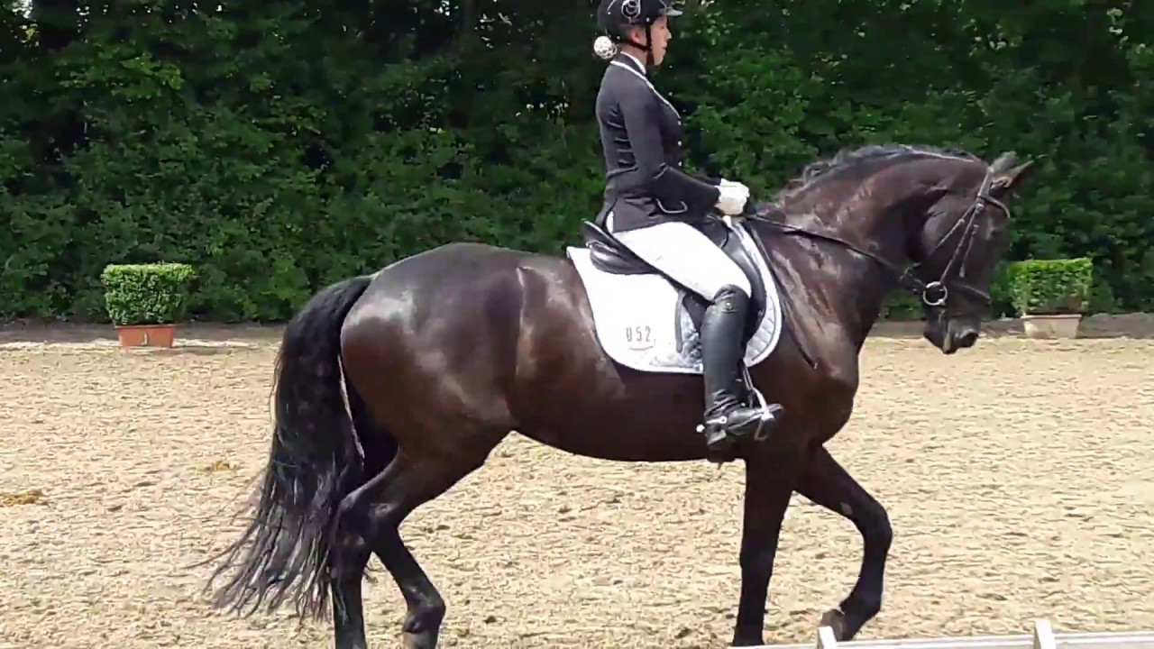 Dressur Prüfung A**/ A8 / Viersen Dülken, Reitanlage Berger