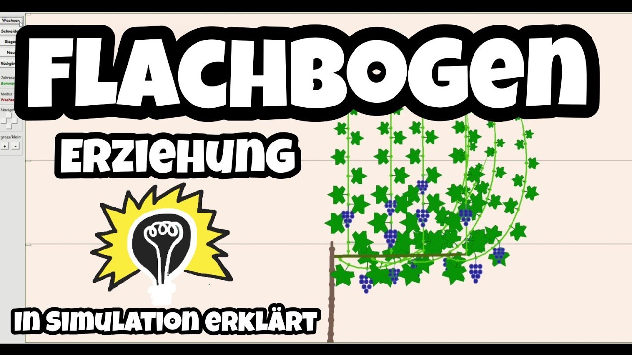 Flachbogen Erziehung einfach erkl&auml;rt mit Rebschnitt Simulator | Rebschnitt im Garten und am Haus