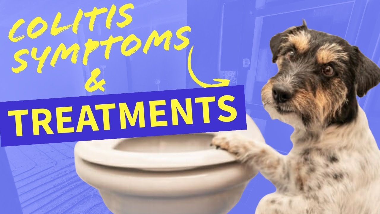 Mucus and blood in your dog’s stool?  How to deal with colitis at home.