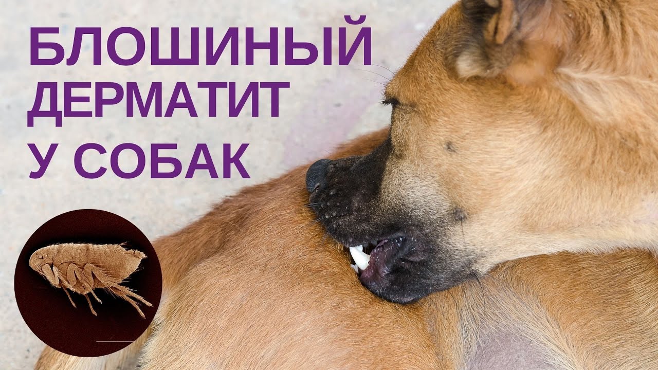 Блошиный дерматит у собак