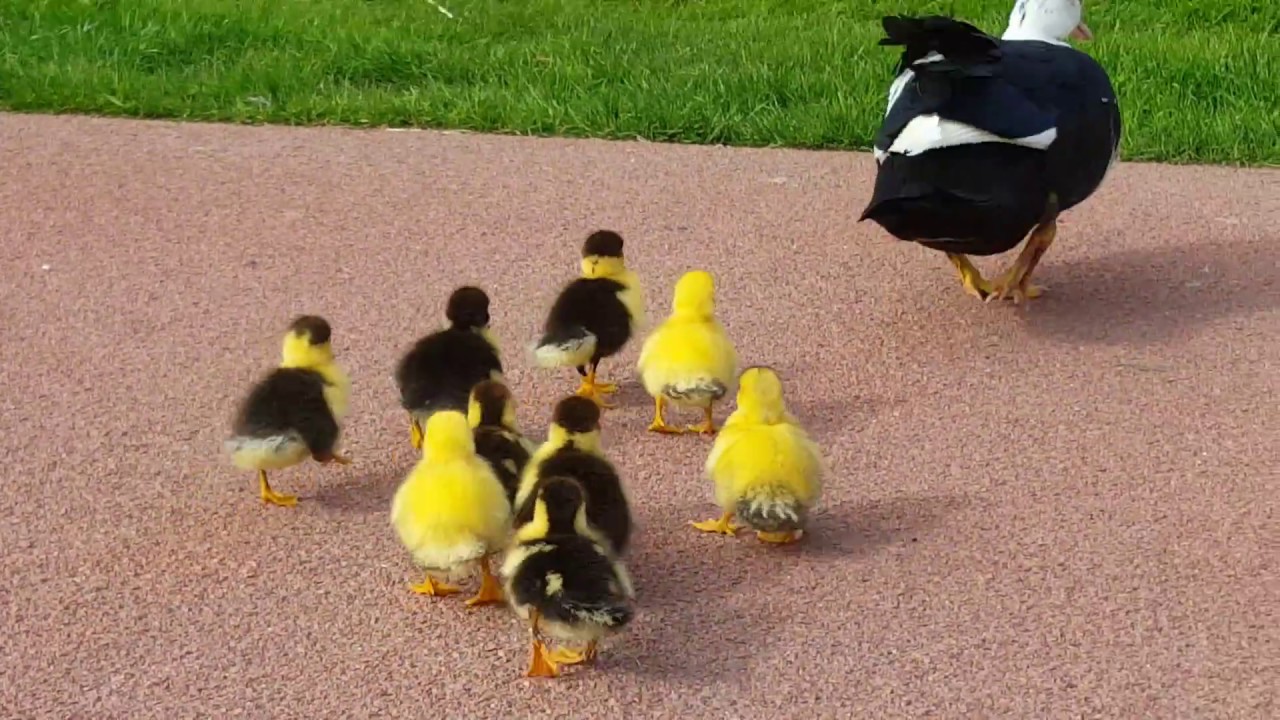 Young muscovy ducks