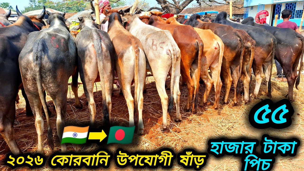 ২৭/০২/২৬/ 🇮🇳 বর্ডার ক্রস ২০২৬ কোরবানি উপযোগী ২ দাঁতের ষাঁড় গরুর লট কিনুন সরাসরি বর্ডার এলাকা থেকে 