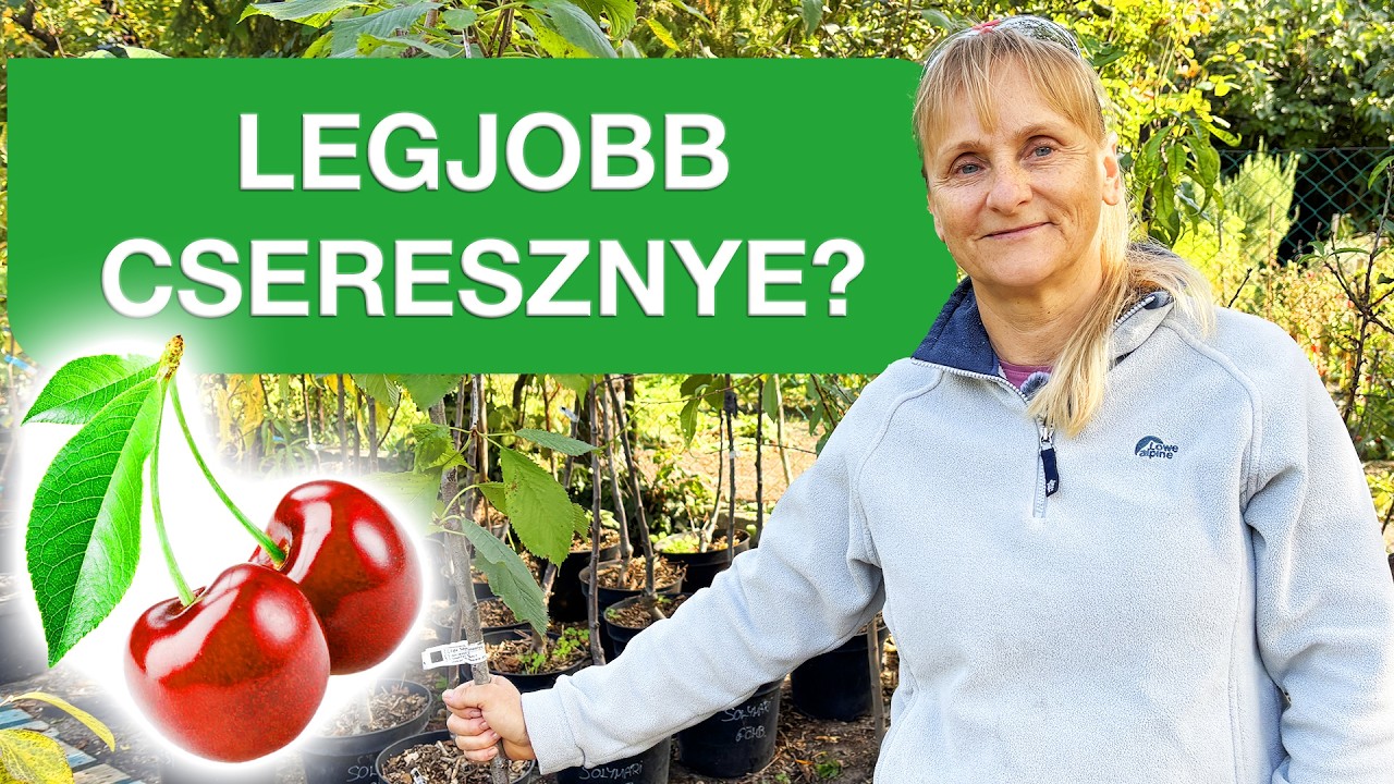 Melyik a legjobb cseresznyefa? 🍒🤔 Így válassz cseresznyefát a kertedbe