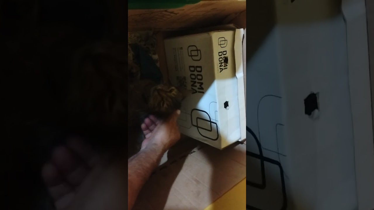 A mamãe dos gatinhos veio da de mama aos filhote 😍