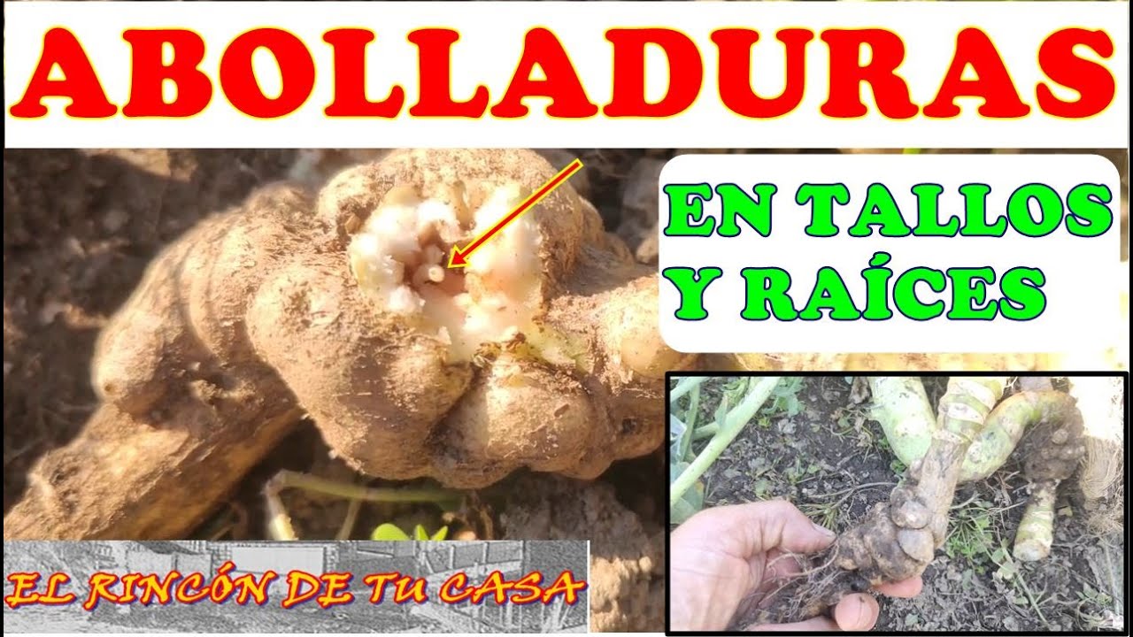 ABOLLADURAS en TRONCOS y RAÍCES de las plantas. ( HERNIA DE LA COL) .