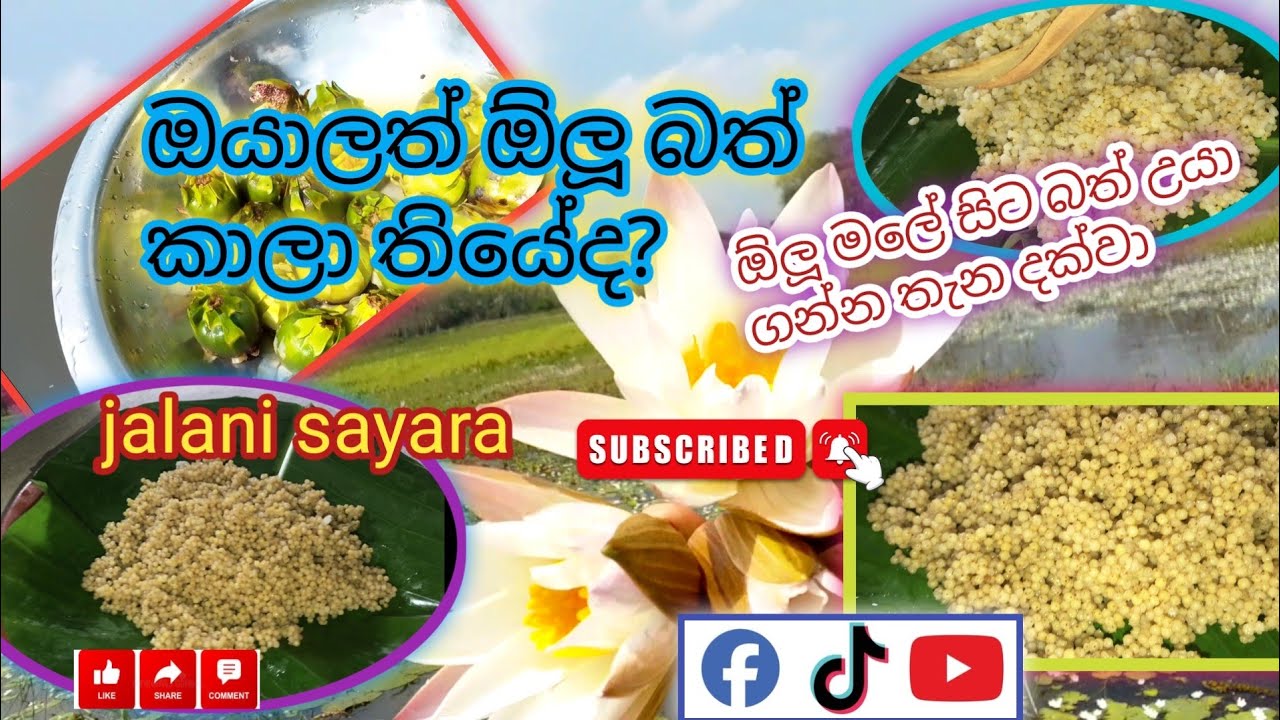 රසම රස ඖෂධීය ඕලු හාල් බත් උයමුද? Waterlily rice 😋😋 #srilankan foods #food