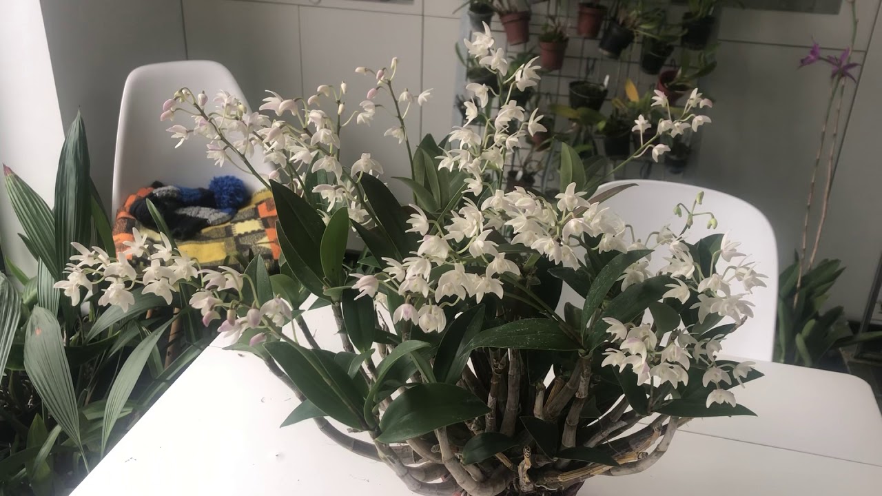 Dendrobium delicatum