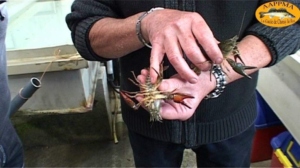 ECREVISSE ASTACUS ASTACUS