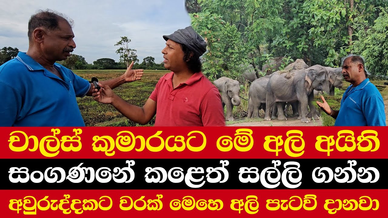 චාල්ස් කුමාරයට මේ අලි අයිති | සංගණනේ කළෙත් සල්ලි ගන්න | අවුරුද්දකට වරක් මෙහෙ අලි පැටව් දානවා