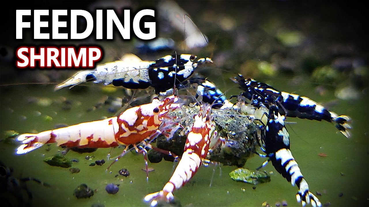 Feeding SHRIMP! How Often and How Much?