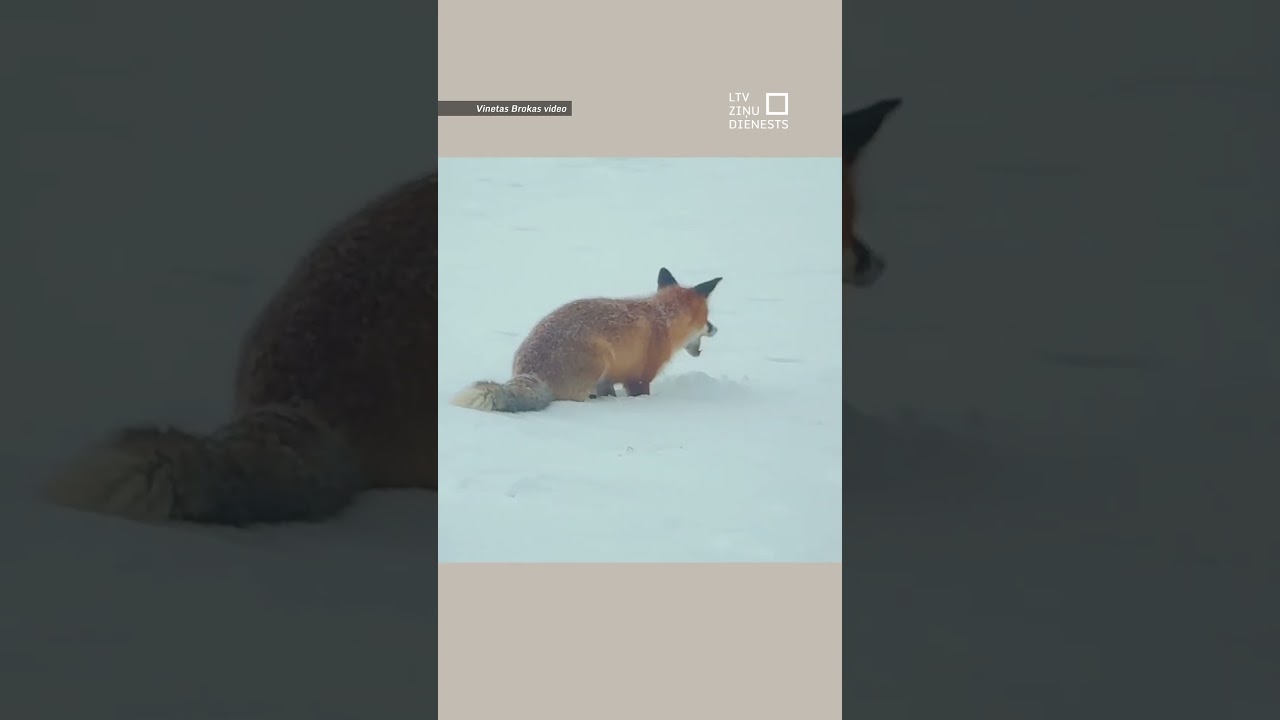 Dienas video: Veikla lapsa pāris minūtēs nomedī divas peles!