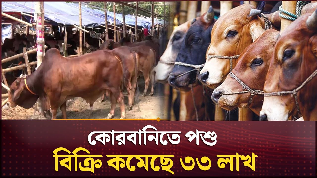 এবার পশু কোরবানি কমেছে, অবিক্রীত ৩৩ লাখ | Cattle Market | Channel 24